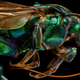 Illustration for article titled Youve Never Seen Insect Portraits Like These